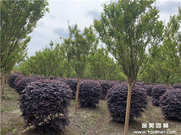成都2~10公分紫薇價格,紫薇價格供給信息查詢
