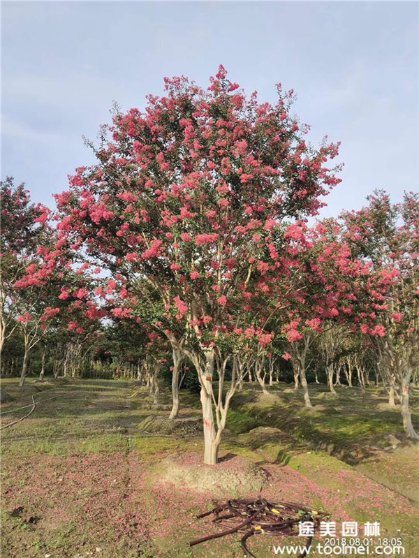 成都2~10公分紫薇價格,紫薇價格供給信息查詢