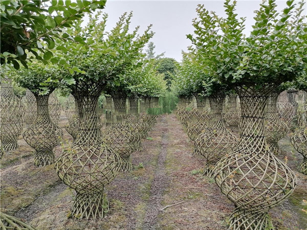 紫薇花瓶 紫薇花瓶