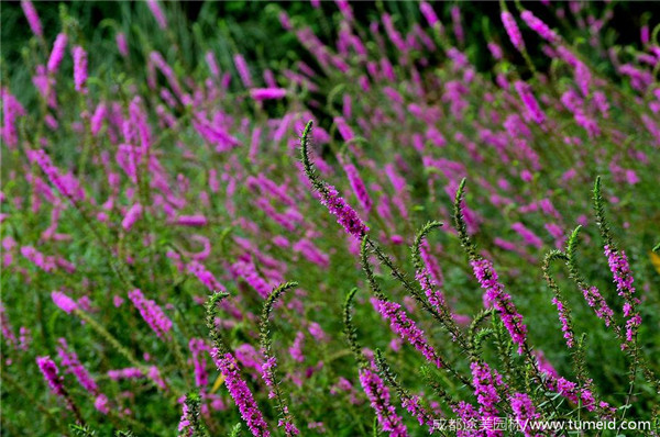 千屈菜實拍圖片