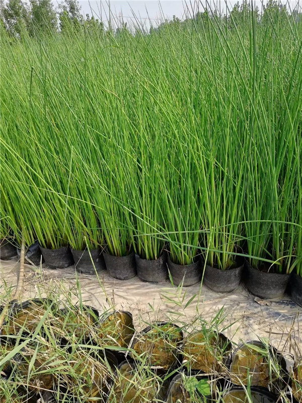 水蔥水生植物基地實拍圖