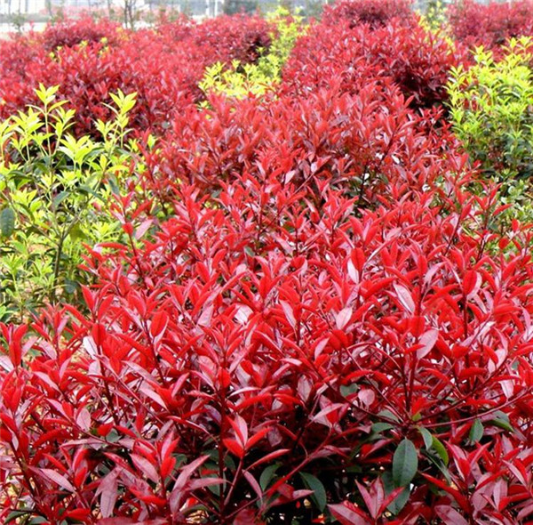 紅葉石楠 紅葉石楠