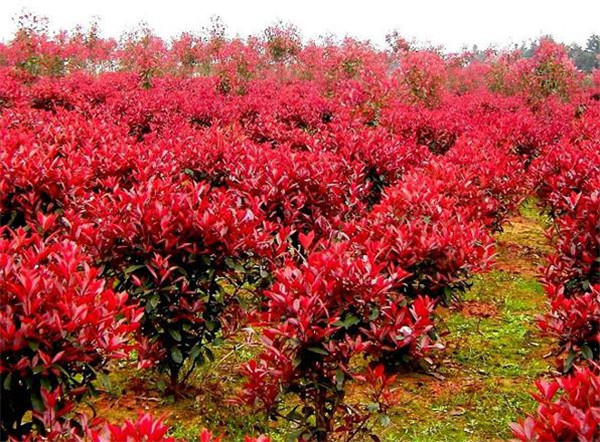 金葉女貞 金葉女貞