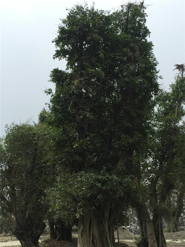 小葉榕圖片 小葉榕圖片