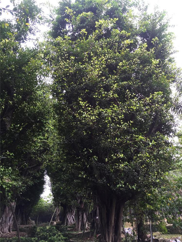 小葉榕圖片 小葉榕圖片