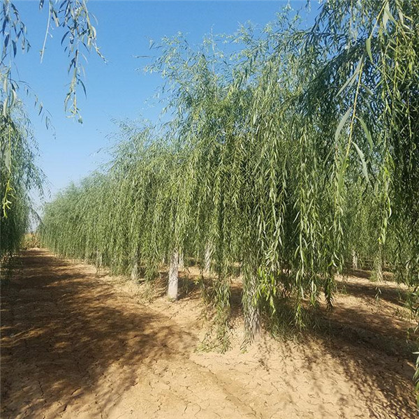 柳樹圖片 柳樹圖片