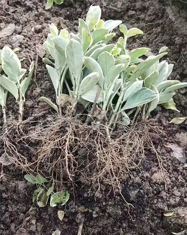 金邊黃楊圖片 金邊黃楊圖片