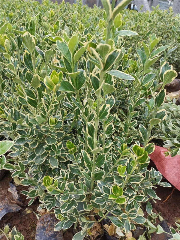 金邊黃楊圖片 金邊黃楊圖片