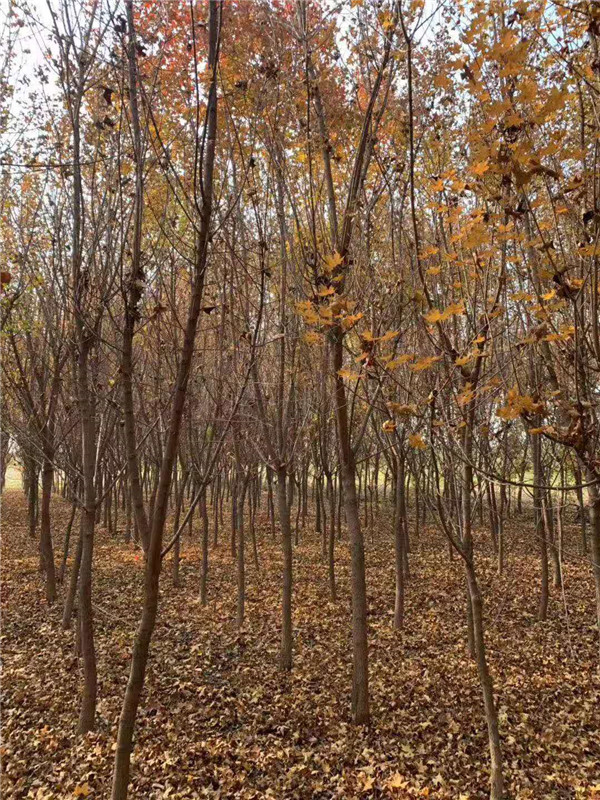 元寶楓圖片 元寶楓圖片