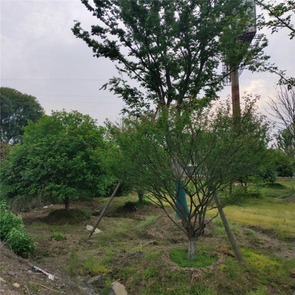 櫸樹圖片 櫸樹圖片