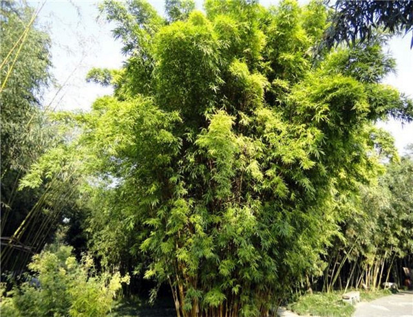 金鑲玉竹該怎么種植？